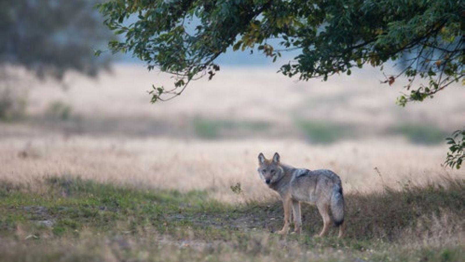 Bild zum Thema: Hetzjagd auf den Wolf beenden!