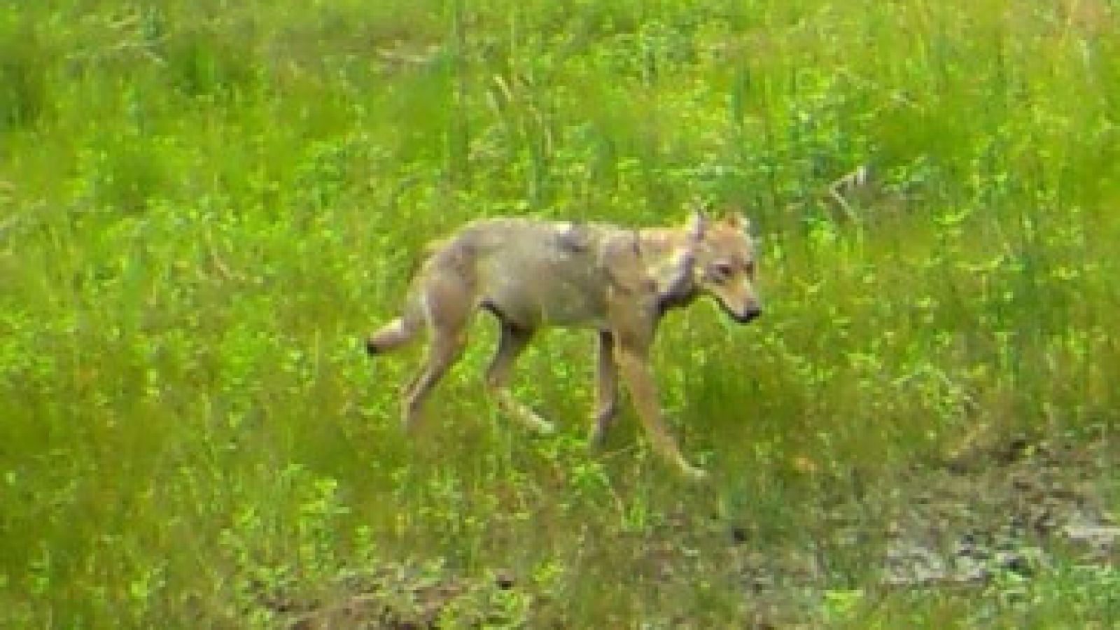 Bild zum Thema: Der Wolf in der Hauptstadt