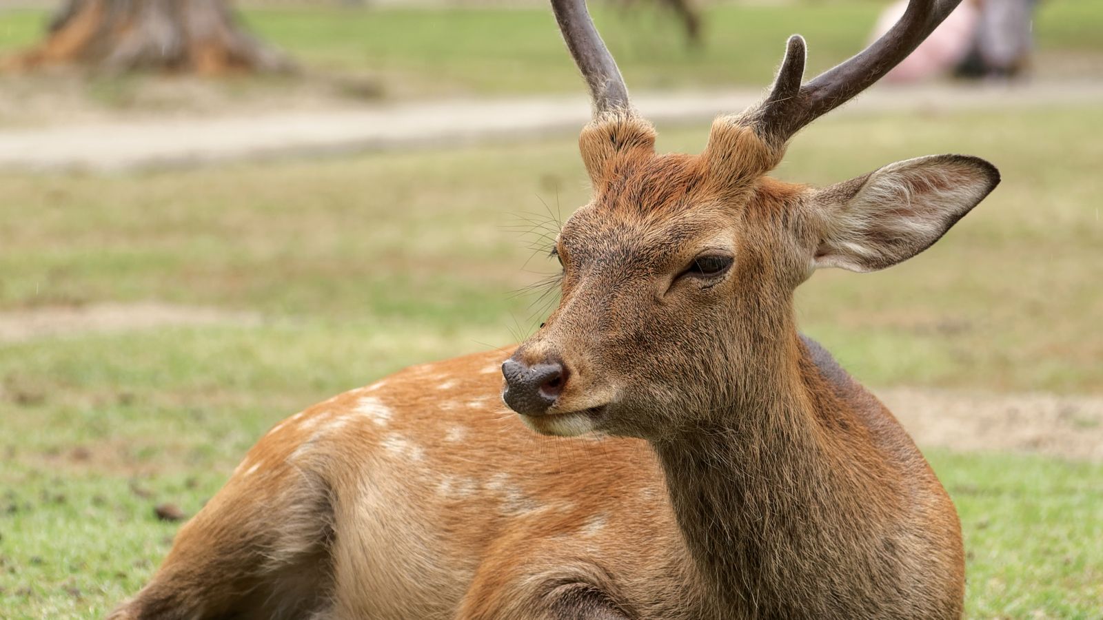 Bild zum Thema: Der Abschuss des Sikawildes im Landkreis Ostprignitz-Ruppin darf nicht länger verzögert werden