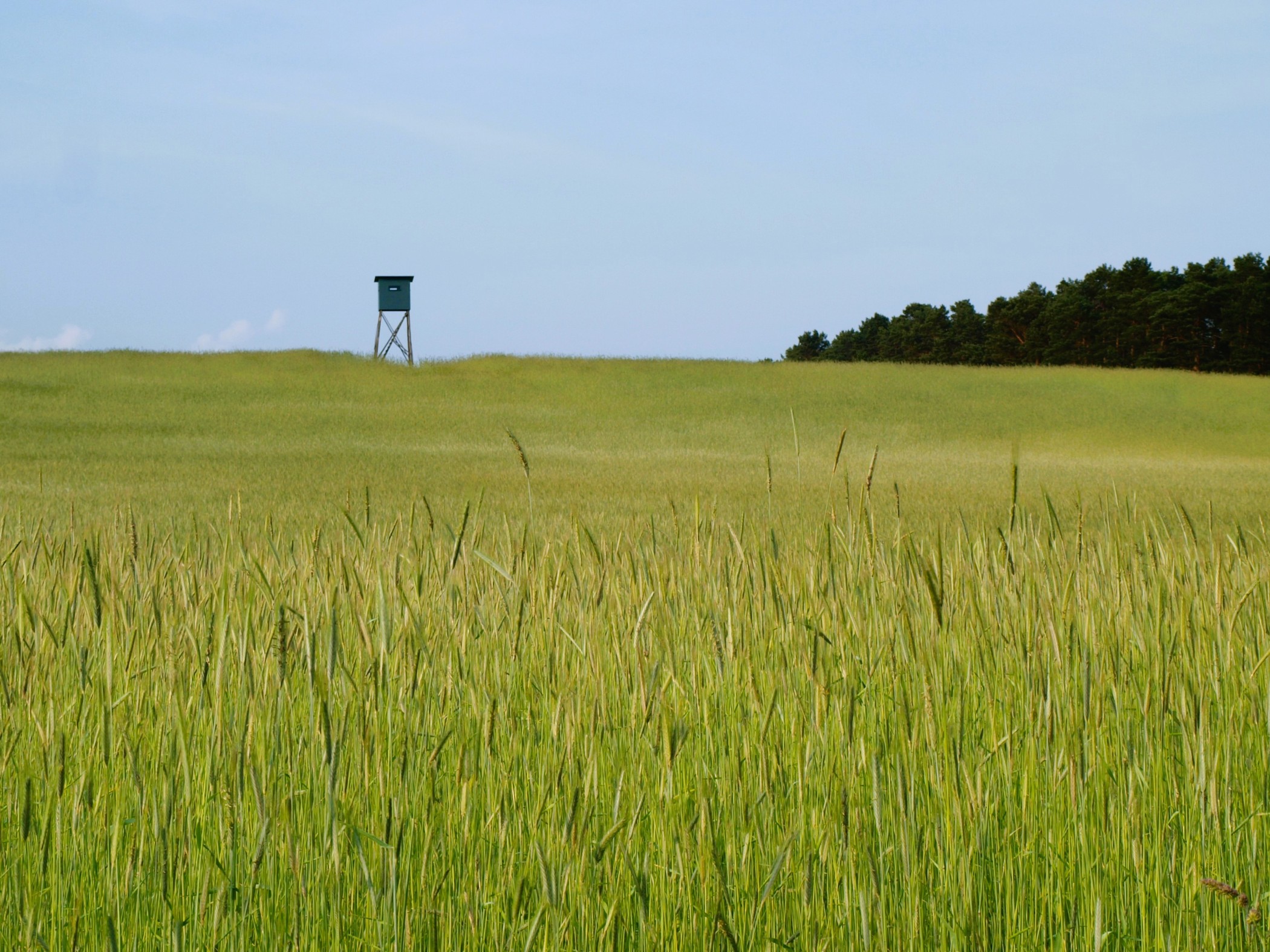 Bild zu: Bewegung in Brandenburgs Jagdpolitik Bild zu: Bewegung in Brandenburgs Jagdpolitik