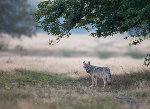 Bild zu: Hetzjagd auf den Wolf beenden!