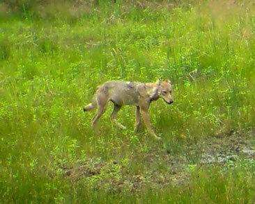 Bild zu: Der Wolf in der Hauptstadt Bild zu: Der Wolf in der Hauptstadt