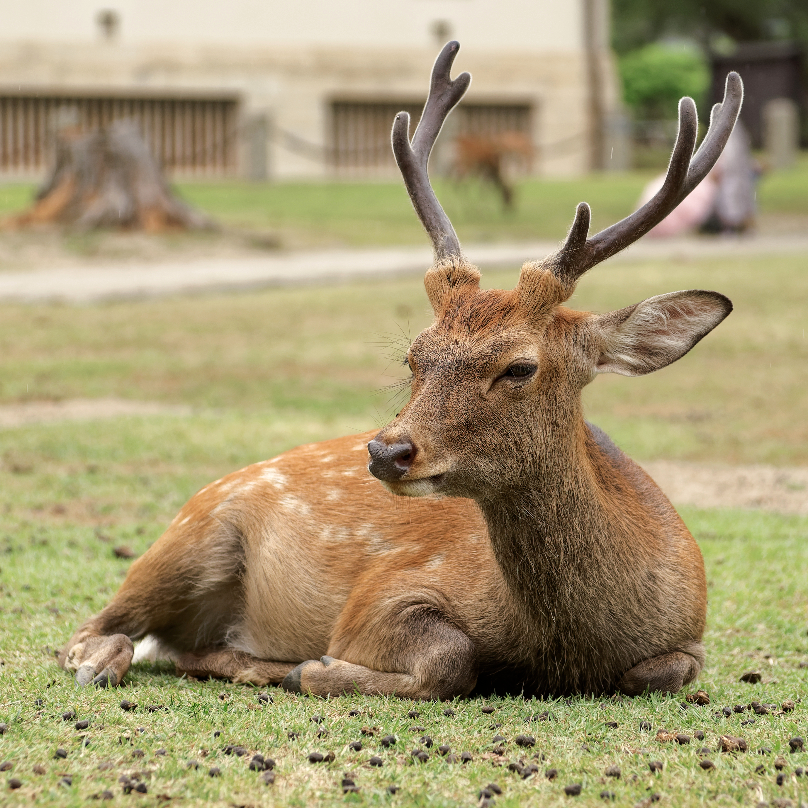Bild zu: Der Abschuss des Sikawildes im Landkreis Ostprignitz-Ruppin darf nicht länger verzögert werden Bild zu: Der Abschuss des Sikawildes im Landkreis Ostprignitz-Ruppin darf nicht länger verzögert werden