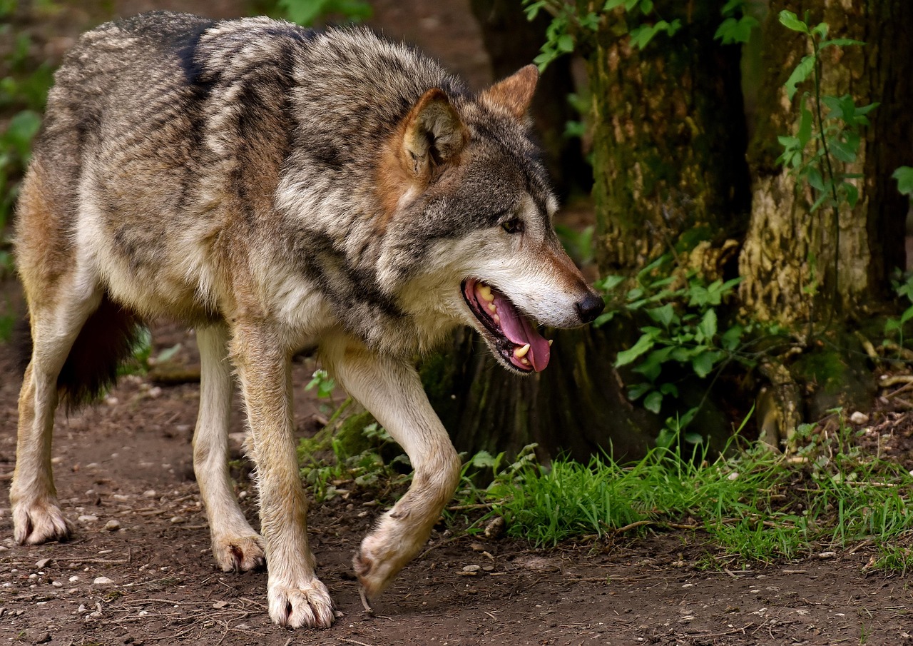 Bild zu: Wolf ins Jagdgesetz in Brandenburg